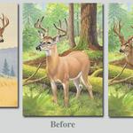 Photoshop

Combined two images into one for National Wildlife Catalog.